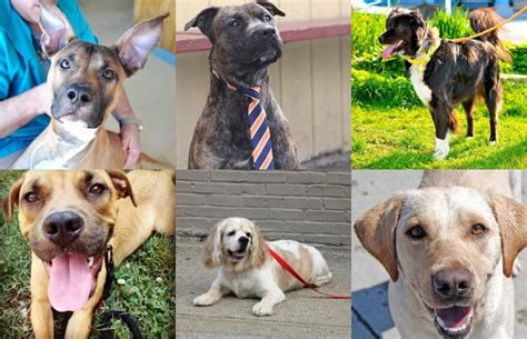 The 11 Best Dog Breeds Of All Time Business Insider