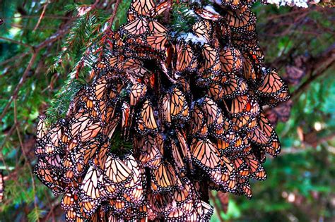 Monarch Butterfly Numbers Down 53 In Terms Of Area Covered