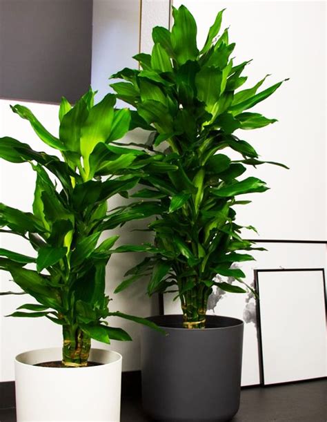 Growing Corn Plants Indoors Houseplant Central