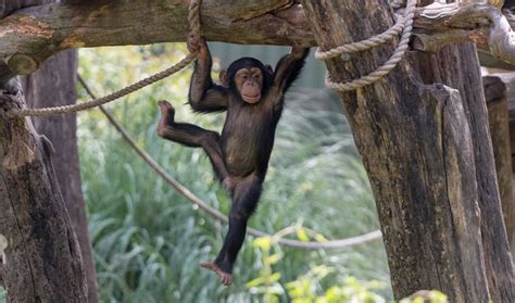 5 Ways Chimpanzees Are More Like Us Than You Think Explore Awesome