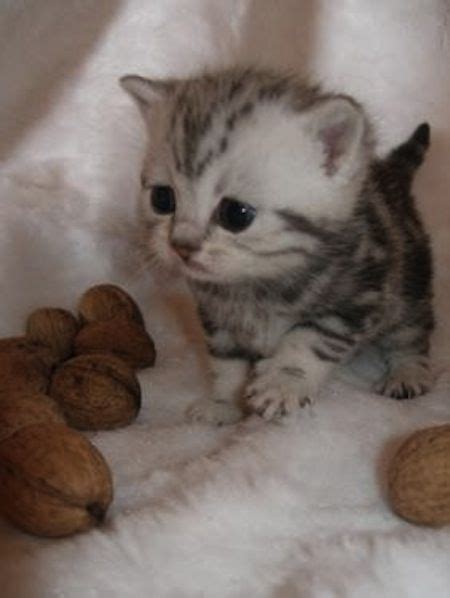 Kitty♥ Cute Kitten Pics Kitten Pictures Cute Cats And Kittens Cute