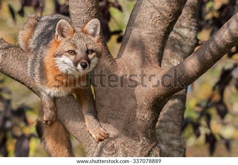 Grey Fox Urocyon Cinereoargenteus Hangs Out Stock Photo Edit Now