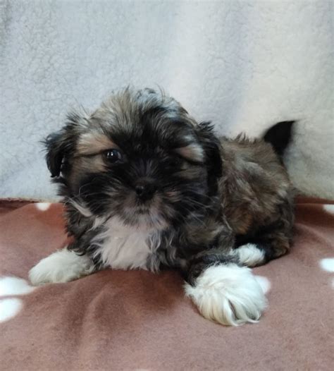 #506 born april th will be ready the end of junemother is s a light red husky siberian husky puppies michigan » weldon township lennybennyg view details. Shih Tzu Puppies Sale | Birch Run, MI #8139 | Hoobly.US