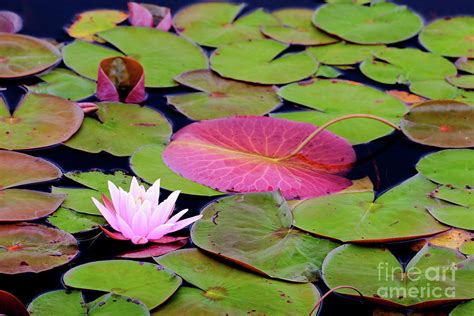 Water Lilies Photograph By Susan Cole Kelly Fine Art America