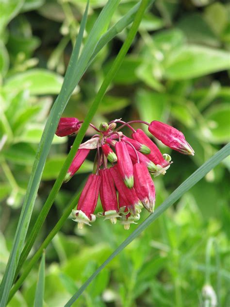 Dichelostemma Ida Maia Unusual Flowers Plants Bulb Flowers