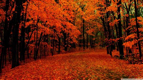 Pathway Through Autumn Wallpapers Wallpaper Cave