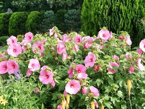 Hibiscus Garden Chandigarh Timings Entry Fee Best Time To Visit