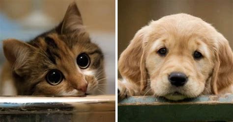 Looking At Cute Animal Pictures At Work Can Make You More Productive