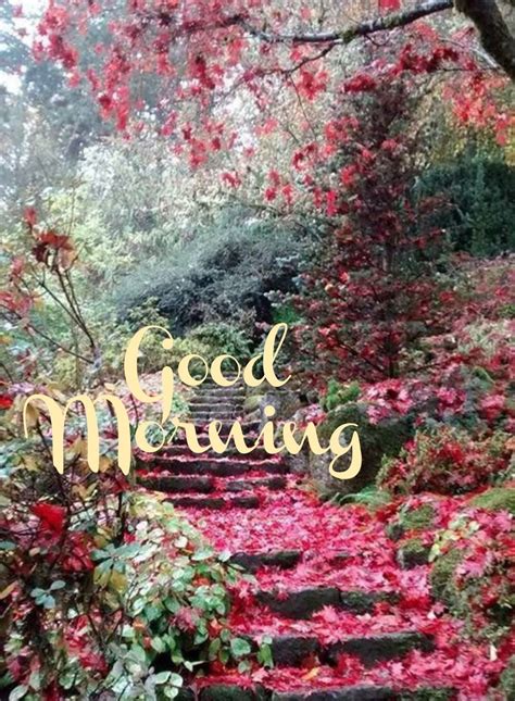 Ultimate Compilation Of Stunning 4k Good Morning Nature Images Over