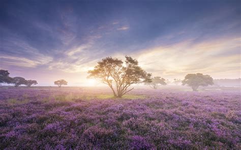 4k Wallpaper Spring Sunrise Bloom Purple Flowers Heath