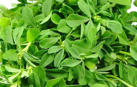 Fenugreek is an herb with many potential health benefits, including improving cholesterol and blood pressure. Fenugreek Farming (Methi) Information Guide | Agrifarming.in