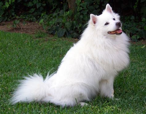 American Eskimo Dog Hd Wallpapers High Definition Free Background