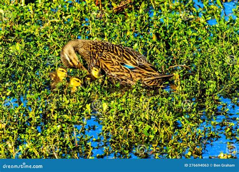 Blue Winged Teal Female With Ducklings Stock Image Image Of Celery