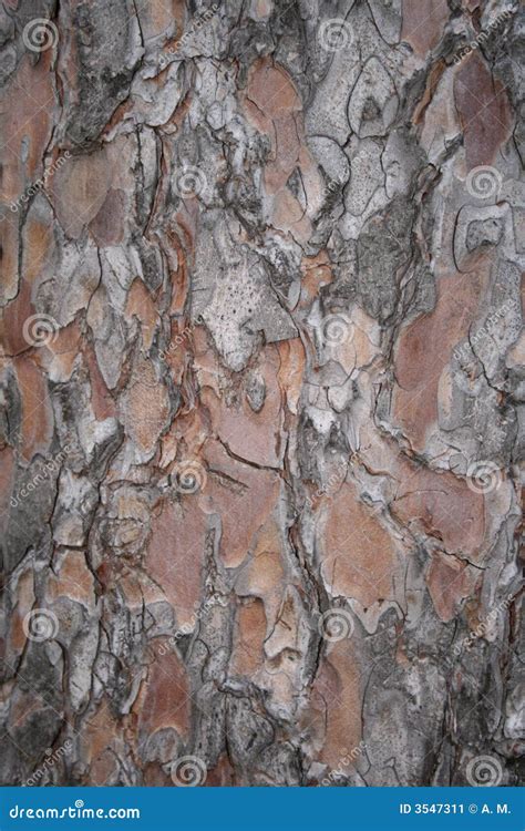 Close Up Of Spruce Bark Stock Image Image Of Forest Peeling 3547311
