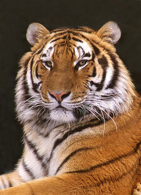 Sibirischer Tiger Bildausschnitt Foto And Bild Tiere Zoo Wildpark