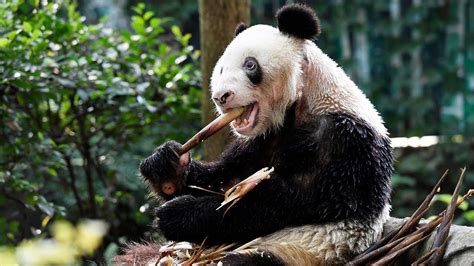 Meet Xinxing The Worlds Oldest Giant Panda Youtube