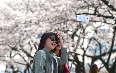 I can be either sub/dom or a futa. Selfie Taman Sakura - Bunga Tabebuya Bermekaran Jadi Ajang ...