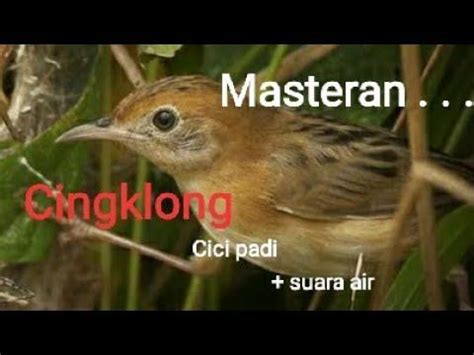 29 november 2019 / ali jaya murai tv. Vidio Suara Cici Padi Betina : Cici Merah Burung Penjahit ...