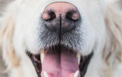 Why Is My Golden Retrievers Nose Pink Thehappygolden