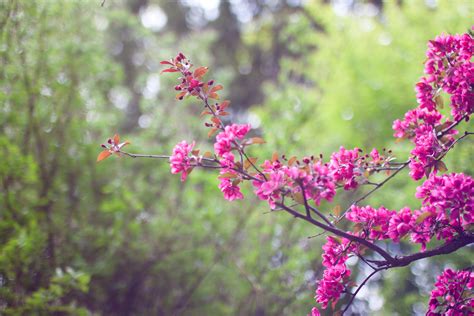 Fotos Gratis árbol Naturaleza Rama Prado Hoja Primavera Produce