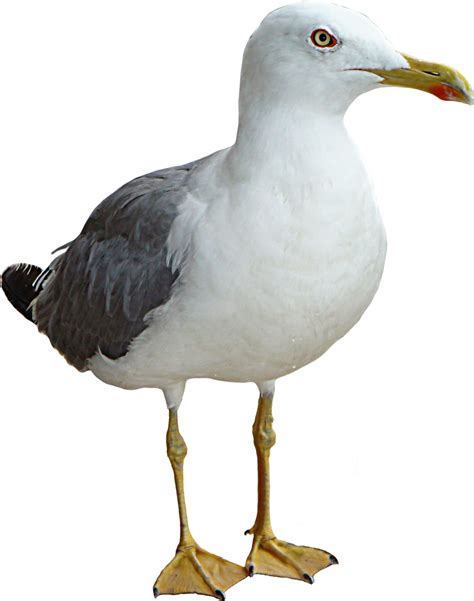 Seagull Bird Thinking Png Transparent Image Seagull Png Clipart