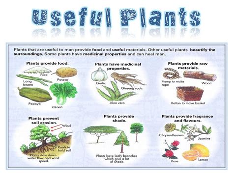Plants Useful Plants