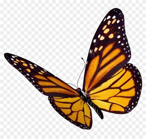 Monarch Butterfly Png Image Monarch Butterfly Png Free Transparent