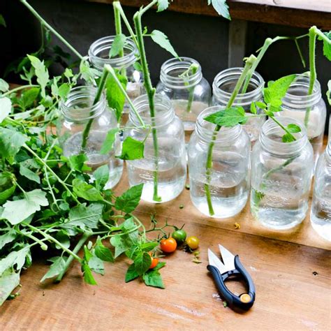How To Grow Tomatoes From Cuttings Including Suckers