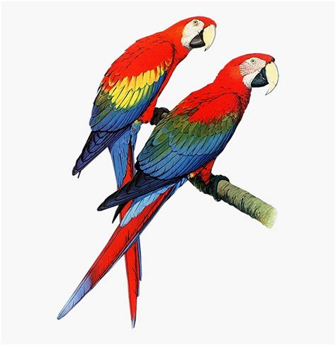 Parrot Bird Pair Of Parrots Clipart Free Clip Art Images Parrots