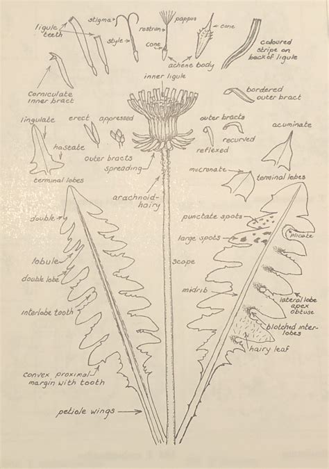 Dandelions Botanical Society Of Britain And Ireland