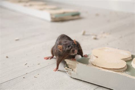 Brown Rat Gnawing Baseboard Pest Control Stock Image Image Of Animal