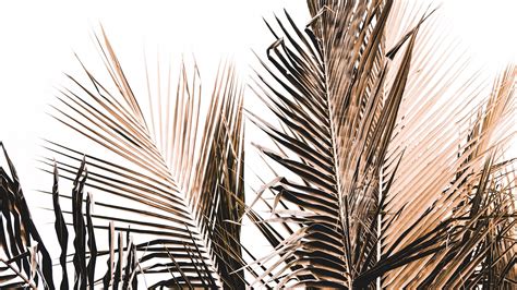 Palm Tree Branches In White Background Hd Minimalist Wallpapers Hd