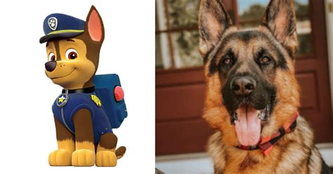 What Are The Dog Breeds On ‘paw Patrol Heres What We Know