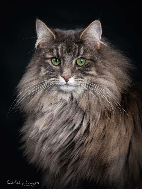 By Catchyimages Norwegian Forest Cat Siberian Cat Beautiful Cats