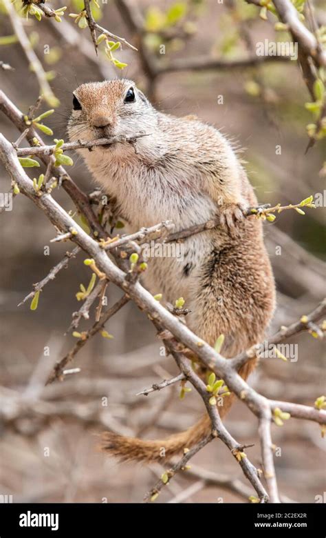 Round Tailed Ground Squirrel Xerospermophilus Tereticaudus Feeds On