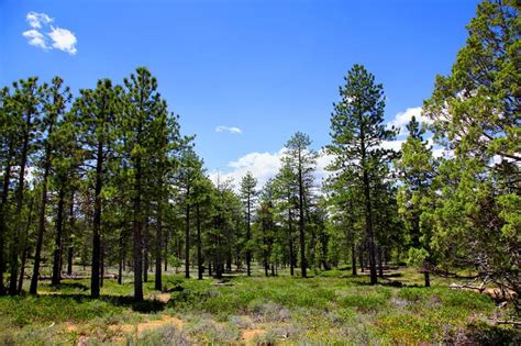 Ponderosa Pine Forest In Bryce Canyon National Park Stock Image Image