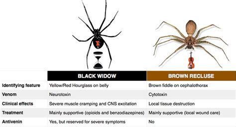 Black Widow Vs Brown Recluse Spider Bites Rosh Review Emergency