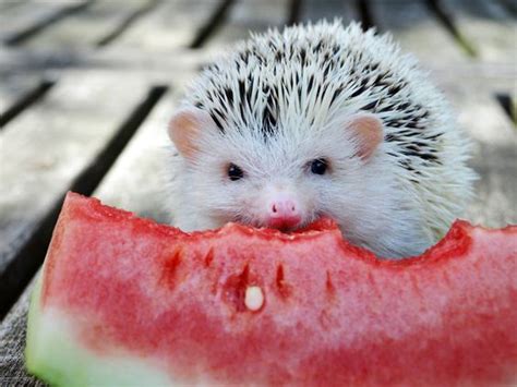 A Hedgehog Eating A Watermelon Could There Be Anything Cuter