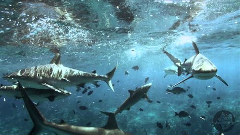 Bimini Sharklab Naturalist Course The Shark Dive Youtube