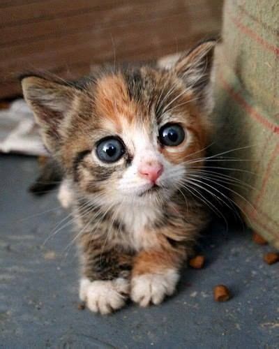 48 Kittens Giving You Kitty Cat Eyes Cute Animals Kittens Cutest