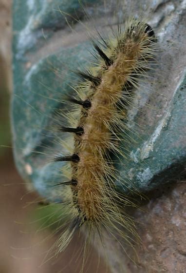 Fuzzy Black And Brown Caterpillar