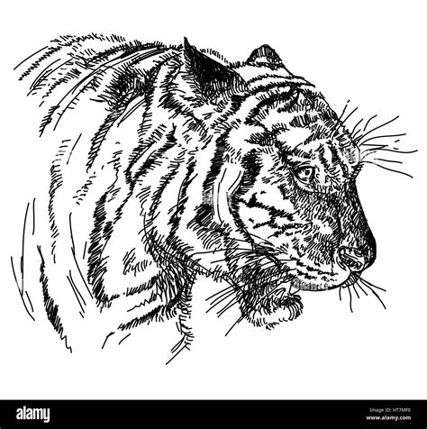 Descubrir 96 Imagen Facil Lapiz Dibujos De Tigres Thptletrongtan Edu Vn
