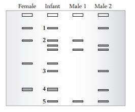 Dna fingerprinting, or more correctly dna profiling, is a technique for comparing particular sequence patterns between two people. Dna Fingerprinting And Paternity Answer Key - Dna ...