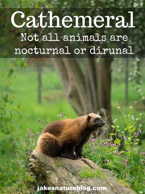 Cathemeral - Not All Animals Are Nocturnal And Diurnal! - Jake's Nature