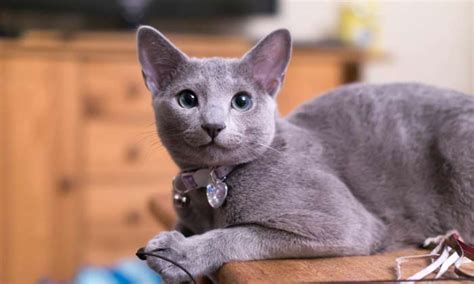 Russian Blue Cat Personality And Characteristics Ourfriends4ever