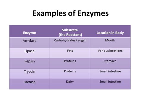 Enzymes Definition Classification And Functions