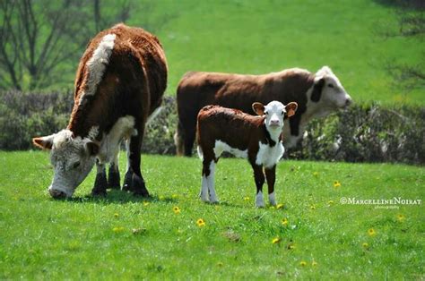 Pin By Donnamahaffie On Herefords Hereford Cattle Barnyard Animals