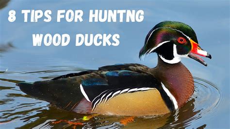8 Tips For Wood Duck Hunting Youtube
