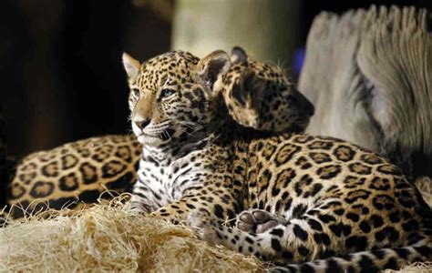 Baby Jaguars Are Named At The Zoo Gagdaily News