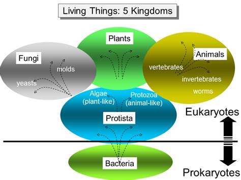 Classification Of Living Things 5 Kingdoms